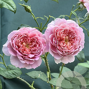 Rosa (H) Emma Bridgewater® A kwaliteit wortelgoed vanaf 2 tak