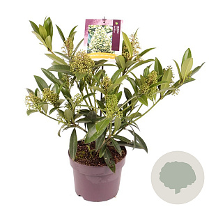 Skimmia confusa 'Kew Green' 30-40 cm 3,0L