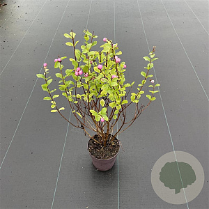 Symphoricarpos d. 'Mother of Pearl' 40-50 cm C1.2
