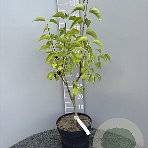 Syringa v. 'Emilie Lemoine' 80-100 cm 10L