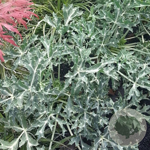 Eryngium variifolium 'Miss Marble' GM P9