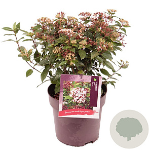 Viburnum tin. Spirit 40-45 cm 10L