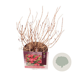 Weigela Cherry Love 20-30 cm 3,0L