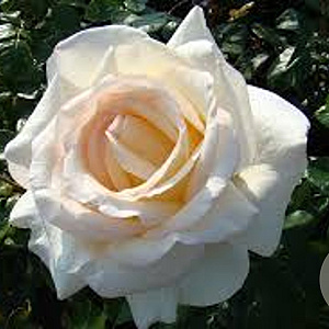 Rosa (T) Anastasia AA. kwaliteit wortelgoed