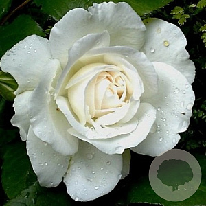 Rosa Annapurna AA. kwaliteit wortelgoed