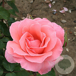 Rosa (T) 'Blessings' AA. kwaliteit wortelgoed