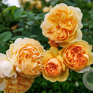 Rosa (H) Bring me Sunshine A kwaliteit wortelgoed vanaf 2 tak