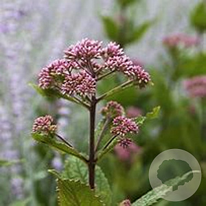 Eupatorium cap. 'Emerald Feather' GM P9