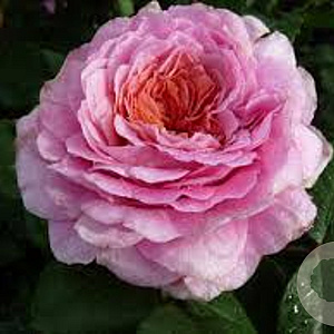 Rosa (T) 'Eisvogel' AA. kwaliteit wortelgoed