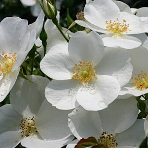 Rosa Escimo A kwaliteit wortelgoed vanaf 2 tak