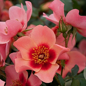 Rosa (F) Eyes for You 90 cm stam 7L