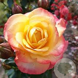 Rosa (T) Flaming Star AA. kwaliteit wortelgoed