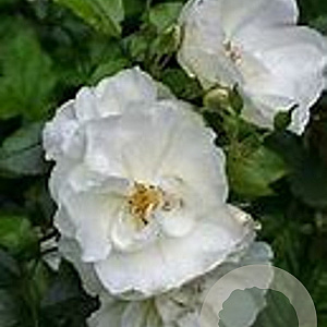 Rosa (P) Flower Carpet Schneeflocke AA. kwaliteit wortelgoed