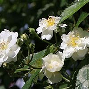 Rosa (K) Guirlande d' Amour AA. kwaliteit wortelgoed