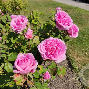 Rosa 'Mme Boll' AA. kwaliteit wortelgoed