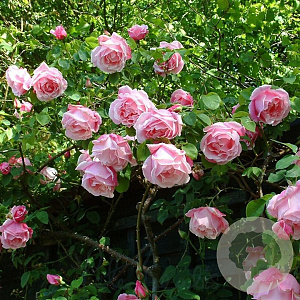 Rosa (K) 'Mme Grégoire Stächelin' A kwaliteit wortelgoed vanaf 2 tak