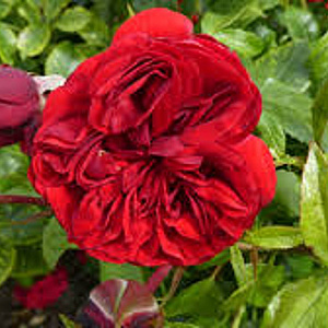 Rosa (F) Out of Rosenheim AA. kwaliteit wortelgoed