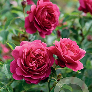 Rosa (H) Sir John Betjeman A kwaliteit wortelgoed vanaf 2 tak