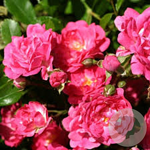 Rosa (PA) 'Spevu' AA. kwaliteit wortelgoed