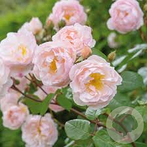 Rosa (RA) the Lady of the Lake A kwaliteit wortelgoed vanaf 2 tak