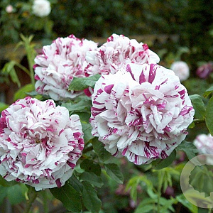 Rosa (H) 'Variegata di Bologna' A kwaliteit wortelgoed vanaf 2 tak