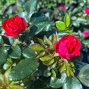 Rosa (H) Zepeti AA. kwaliteit wortelgoed