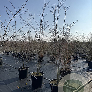 Cornus Ruth Ellen 175-200 cm 50L