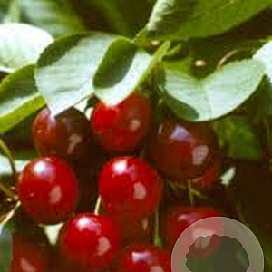 Prunus c. Meikers laagstam 13L 8-10