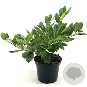 Prunus l. 'Cherry Brandy' 30-40 cm 3,0L