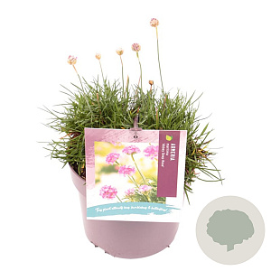 Armeria mar. 'Abbey Deep Rose' GM 2,0L