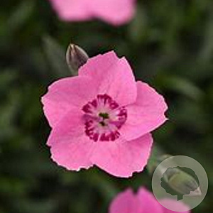 Dianthus car. M. Frost Pink Twinkle GM C5