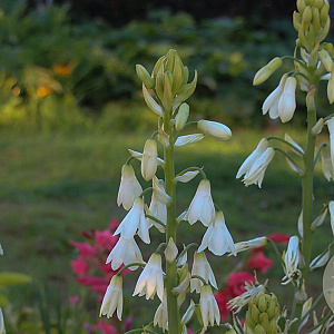 Galtonia candicans GM P9