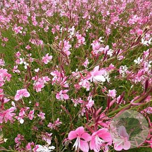 Gaura l. Pink Panache GM P9