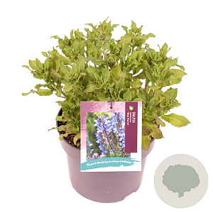 Salvia nem. Sensation Deep Blue GM C5
