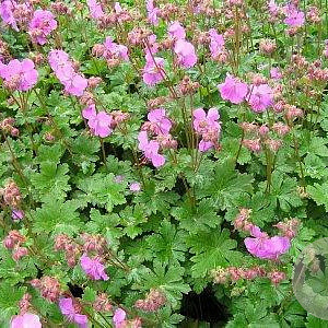 Geranium cant. 'Cambridge' GM P9
