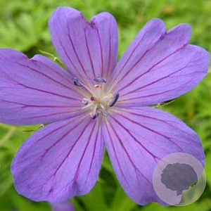 Geranium clarkei 'Kashmir Blue' GM P9