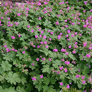 Geranium macr. 'Czakor' GM P9