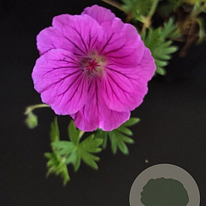 Geranium sang. 'Shooting Star' GM P9