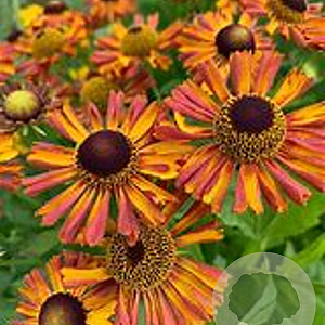 Helenium 'Betty' GM P9