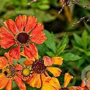 Helenium 'Little Orange' GM P9