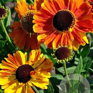 Helenium Mardi Gras GM P9