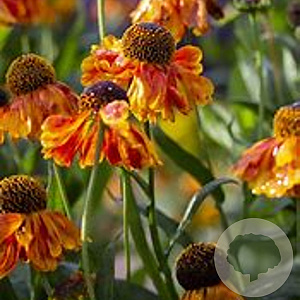 Helenium 'Ragamuffin' GM P9