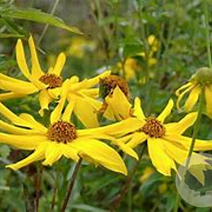 Helianthus atr. 'Monarch' GM P9