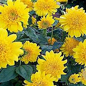 Helianthus 'Double Whammy' GM P9
