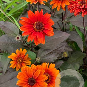 Heliopsis h. 'Fire Twister' GM P9