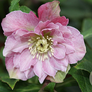 Helleborus o. 'Double Ellen Pink' GM P9