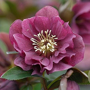 Helleborus o. 'Double Ellen Red' GM P9