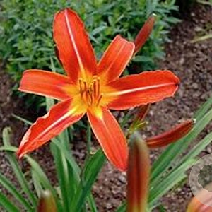 Hemerocallis 'Chewonki' GM P9