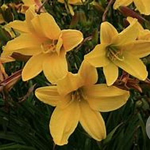 Hemerocallis 'Lemon Bells' GM P9