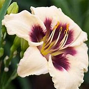 Hemerocallis 'Piano Man' GM P9